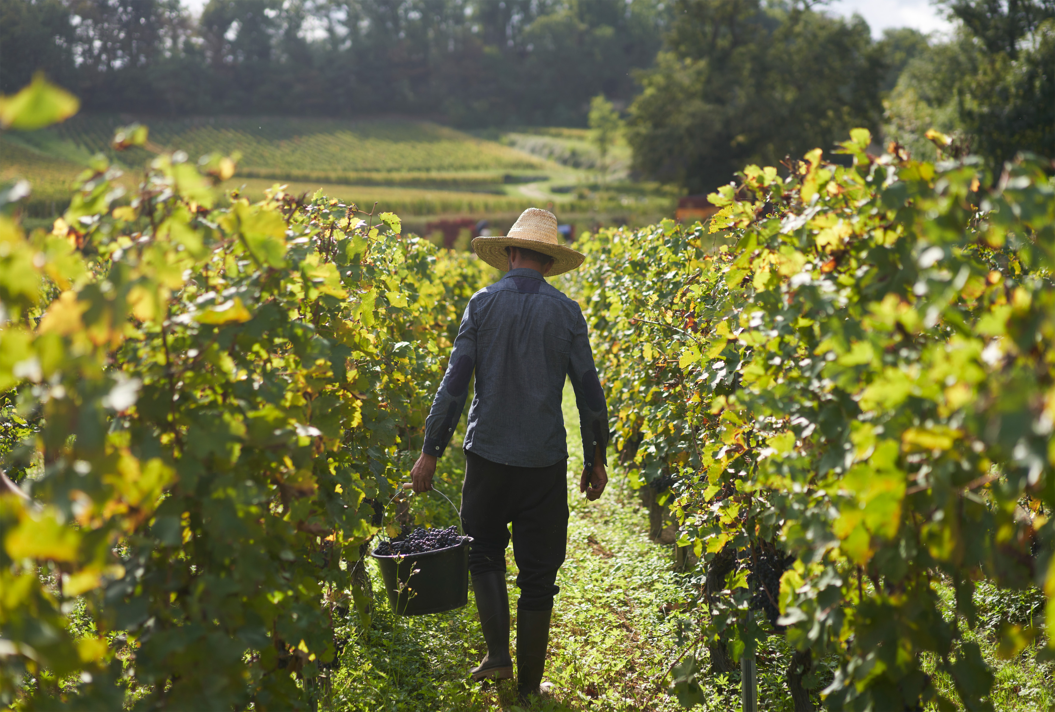 Photo 4 blanche-hermine