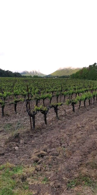 Photo 3 Château Boisset