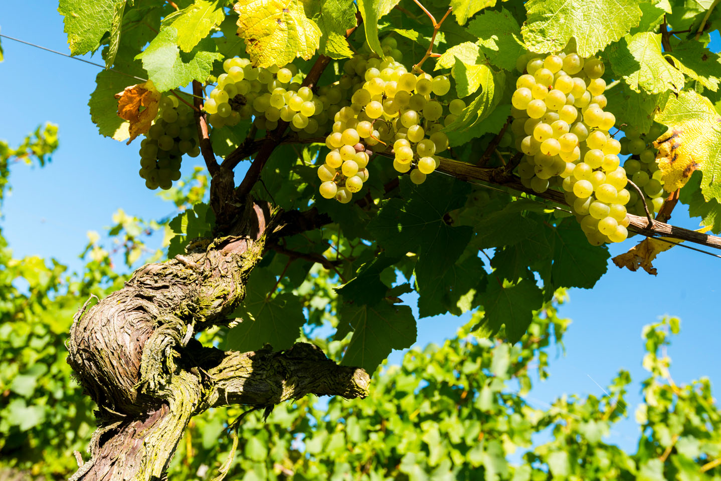 Château de la Ferté